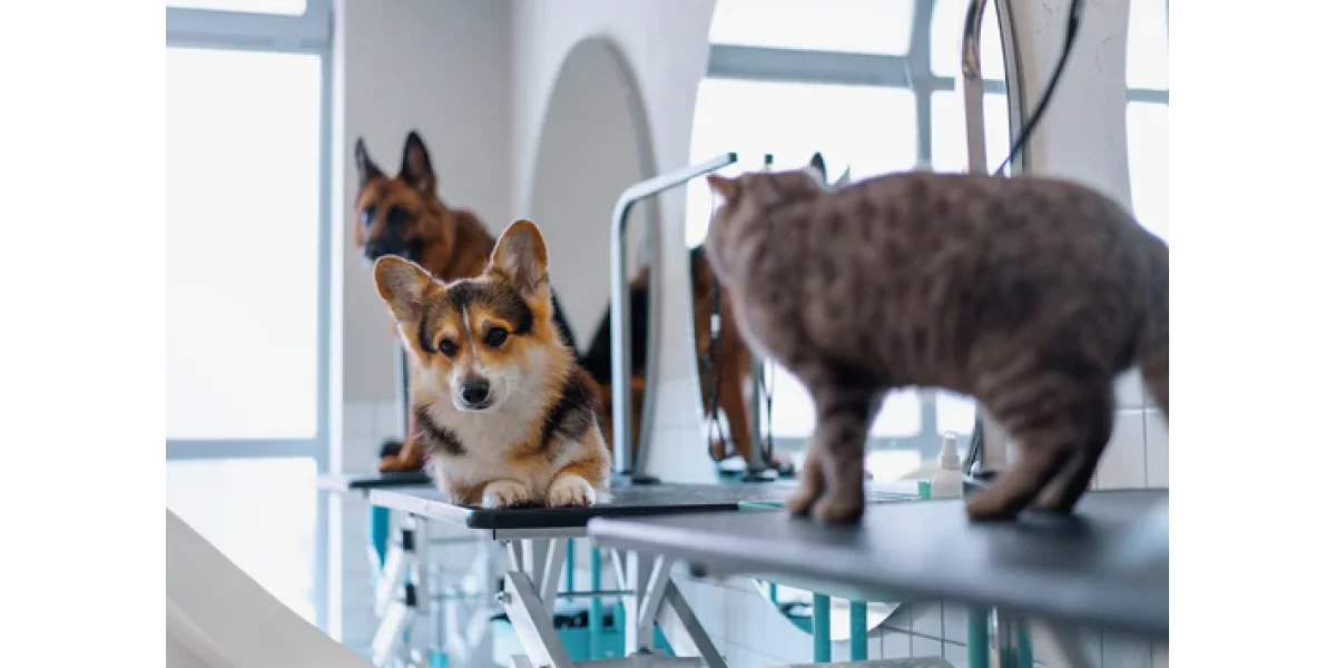 Top 5 rase de caini potrivite pentru apartament