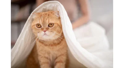 Cum sa alegi hrana potrivita pentru cainele tau