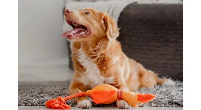 Ghid complet: Antiparazitare pentru caini si pisici