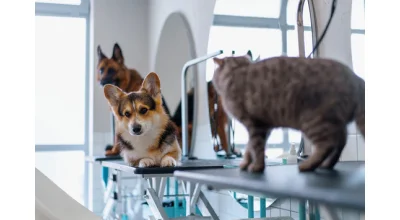 Top 5 rase de caini potrivite pentru apartament