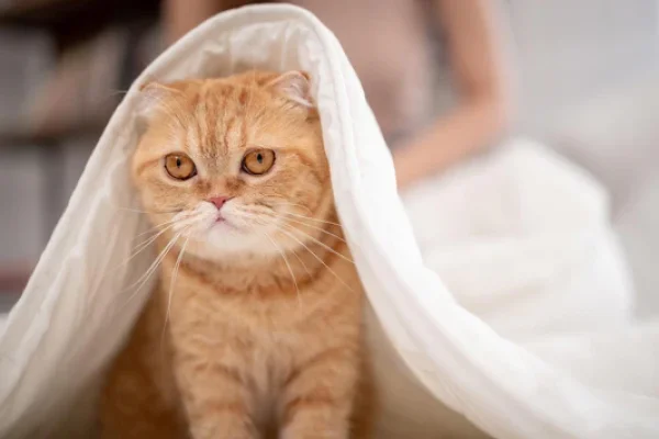 Cum sa alegi hrana potrivita pentru cainele tau