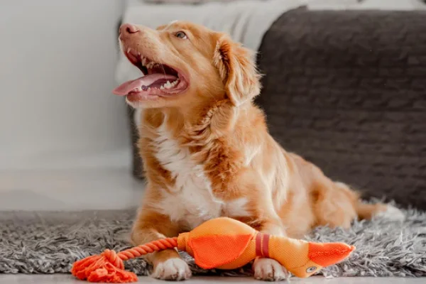 Ghid complet: Antiparazitare pentru caini si pisici