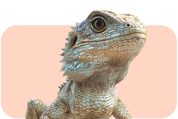 Hrana Pasari & Rozatoare